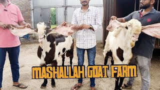 Visit to Mashallah Goat Farm Limbdi Gujarat  Quality Hyderabadi and Hydpat setup [upl. by Ettennod]