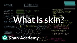 What is skin Epidermis  Integumentary system physiology  NCLEXRN  Khan Academy [upl. by Venterea709]