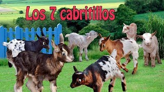 Los Siete Cabritillos y El Lobo Feroz Video Cuento Infantil en Español [upl. by Annagroeg]