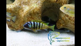 Maylandia sp quotelongatus beequot Chirwa Island F0 [upl. by Siramed]