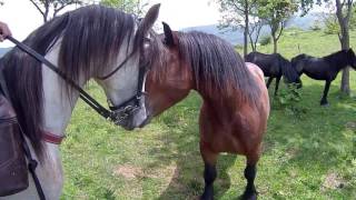 Escena Cabeza de Caballo  El Padrino  Francis Ford Coppola [upl. by Nanerb]