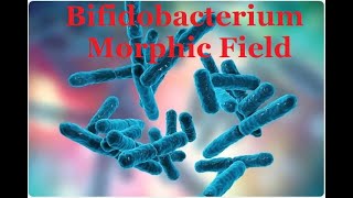 Bifidobacterium Morphic Field [upl. by Caton]