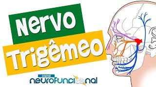 NERVO TRIGÊMEO  Anatomia Trajeto Funções e Avaliação Vídeo Aula [upl. by Arola793]