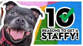 10 Reasons You SHOULD Get A Staffordshire Bull Terrier [upl. by Prouty]