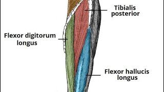 popliteus muscle and deep compartment of leg دخالد البكوش part3 [upl. by Aenad940]