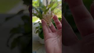 Rare Shell Unboxing RamoseBranch Murex rareshell branchmurex ramosemurex Chicoreusramosus [upl. by Ariak718]