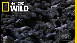 Seal Pups in Trouble  Nat Geo Wild [upl. by Amikehs557]