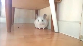 Chinchilla jumping like crazy Chinchilla funny tricks Funny animals compilation 2017 [upl. by Kartis]