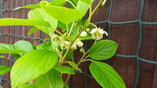 Kiwi berry  Actinidia Arguta issai  flowers are opening on my 2nd small plant [upl. by Pachton]