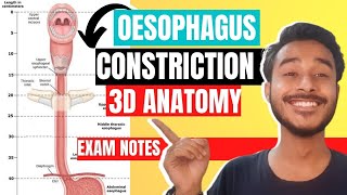 oesophagus anatomy 3d  constriction of oesophagus  esophageal constriction anatomy [upl. by Eiblehs859]