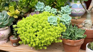 SEDUM JAPONICUM ‘TOKYO SUN’ O SEDUM ORO [upl. by Naejamron]