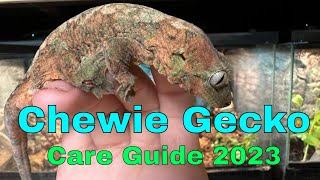 Chahoua Gecko Care Guide 2023 [upl. by Hilton]