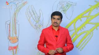 Median nerve anatomy  Usmle quick review lecture  Dr Bhanu prakash [upl. by Clawson746]