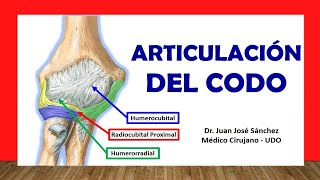 🥇 ARTICULACIÓN DEL CODO Fácil Rápida y Sencilla [upl. by Tania681]