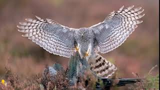 Sparrowhawk in flight [upl. by Colfin]