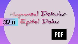 192 Hayvansal Dokular  Epitel Doku  ÖABT BİYOLOJİ [upl. by Hehre]