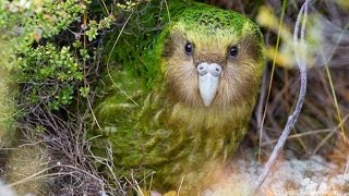 KAKAPO night parrot [upl. by Rosinski]