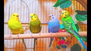 2 males and 2 females budgies making a master music in the Spring 7 Hr Parakeet Chirping [upl. by Jehiah]