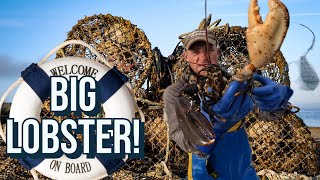 BIG LOBSTER IN THE POTS  BOAT LOBSTER FISHING biglobster lobsterfishing seafishing [upl. by Lovato]