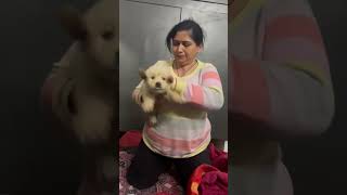 canine distemper in puppy cute pray for safe life trending [upl. by Burne]