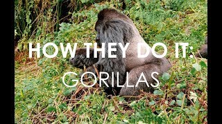 How They DO It Gorillas [upl. by Osnofedli]