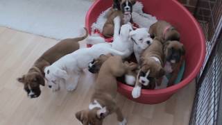 NATURAL BOBTAIL amp LONG TAIL BOXER PUPS  Eleven BOXER PUPS morning routine… [upl. by Aneloaup]