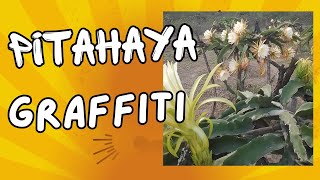 Como es la PITAHAYA Grafiti  DRAGON FRUIT [upl. by Beaver558]