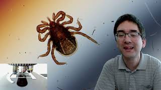 What are arthropods [upl. by Attinahs]