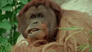 Mengenal Satwa Liar OrangUtan [upl. by Verna]