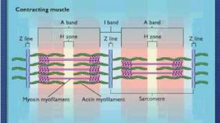 Sarcomere Contraction  Process Of Muscle Contraction With Myosin amp Actin [upl. by Aisitel]