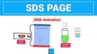 SDS PAGE  Gel Electrophoresis with animation [upl. by Zobe]