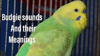 Budgie sounds and their meaninngs [upl. by Oretna491]