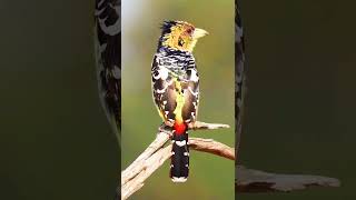 Crested barbet Bird birds nature shorts [upl. by Pittel]