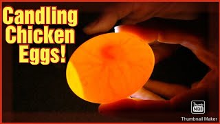 Candling Chicken Eggs Day 10 [upl. by Adiell]