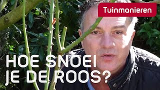 De roos snoeien in het voorjaar hoe doe je dat  Tuinmanieren [upl. by Rufe]