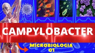 CAMPYLOBACTER JEJUNI  MICROBIOLOGIA BACTÉRIAS PATOGÊNICAS [upl. by Notecnirp]