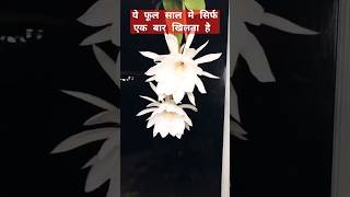 ये फूल देखते ही अमीर हो जाओगे 🙄😱shorts flowers facts [upl. by Xerxes]