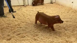 12 2 Duroc Gilt [upl. by Dituri62]