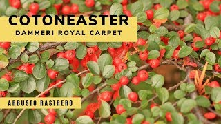 Cotoneaster Dammeri Royal Carpet  Decogarden  Jardinatis [upl. by Vassily442]