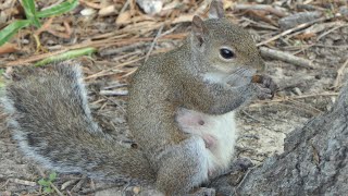 Eastern Gray Squirrel eats an acorn [upl. by Loesceke196]