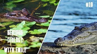 How to tell a caiman from a crocodile Spectacled caimans American crocodiles  Serious Biology 10 [upl. by Langham636]