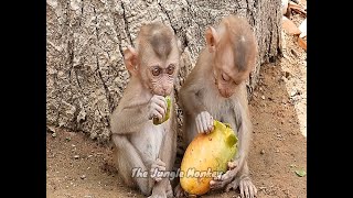 Today fortunately a ripe mango fell and the two hungry baby monkeys ate happily [upl. by Milka]