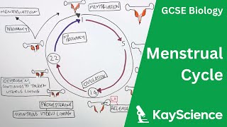 Menstrual Cycle Explained  GCSE Biology  kaysciencecom [upl. by Saticilef]