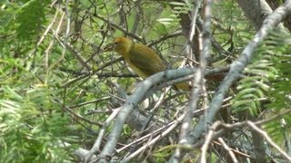 Summer tanager eating wasps April 2013 bird fallout Texas Rio Grande Valley [upl. by Belia]