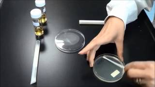 antibiotic sensitivity test microbiology  antibiotic sensitivity test stock and Dilution method [upl. by Hsaka941]