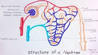 Nephron Diagram  How to draw and label the parts of a Nephron [upl. by Yborian]