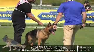 2024bszs gsd Bundessiegerzuchtschausv germanshepherd worldchampion worlddogshow [upl. by Kokoruda949]