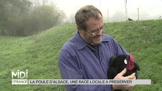 ANIMAUX  La poule dAlsace une race locale à conserver [upl. by Aisyram203]