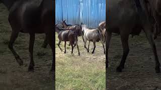 amazing goats heading home from grazing [upl. by Gorman]