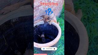 A kind dog ❤️‍🔥  helping dog tamil cleaver tamilsong youtubeshorts trending viralvideo [upl. by Cressida]